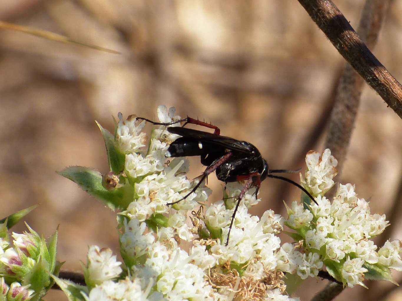 Pompilidae zampe rosse